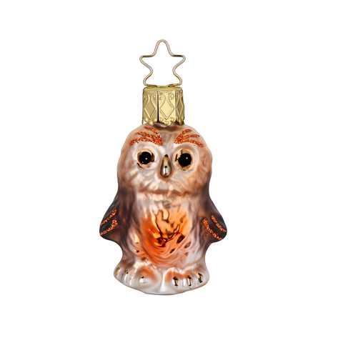 Little Owl