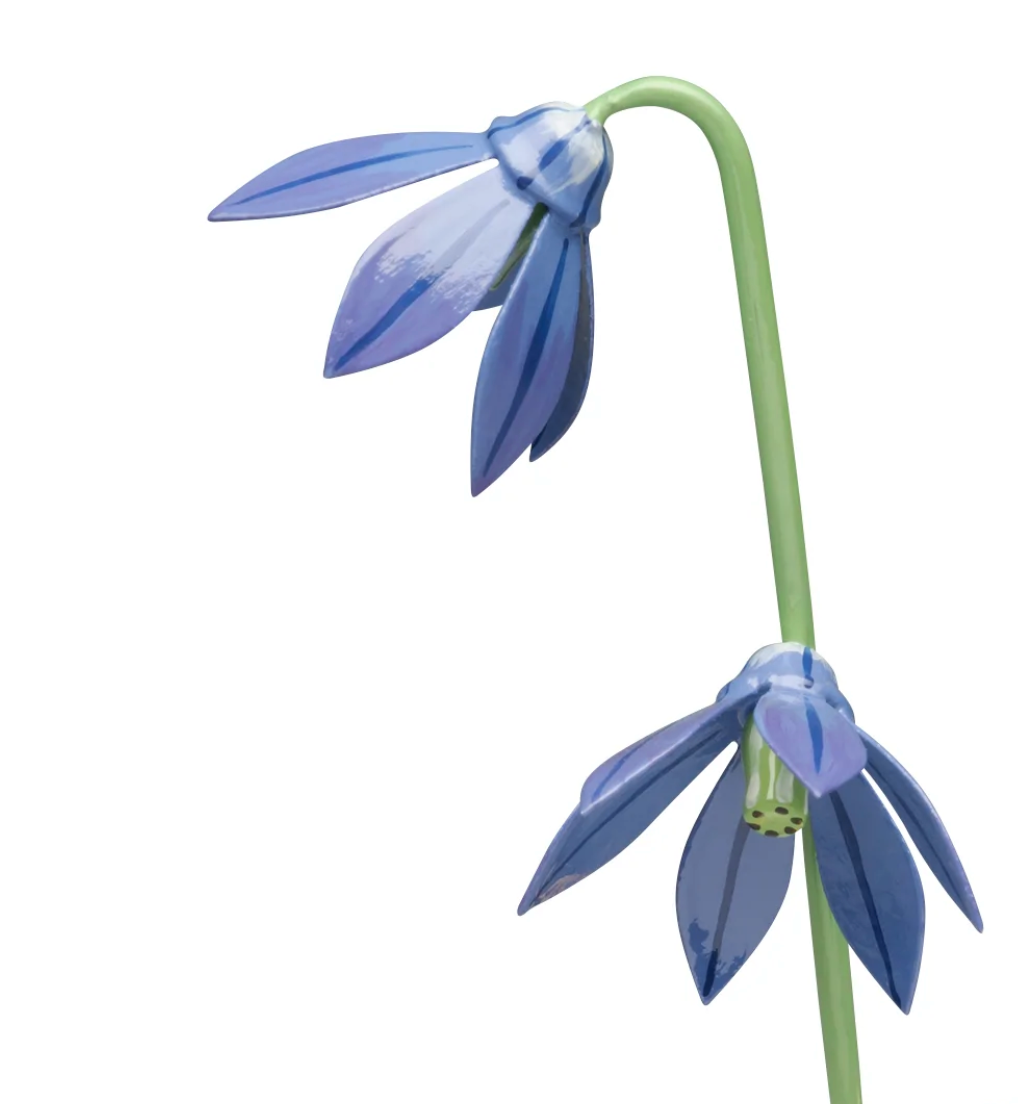 Scilla for Girl with Scilla