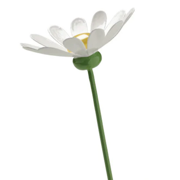 Marguerite Daisy for Girl with Marguerite Daisy